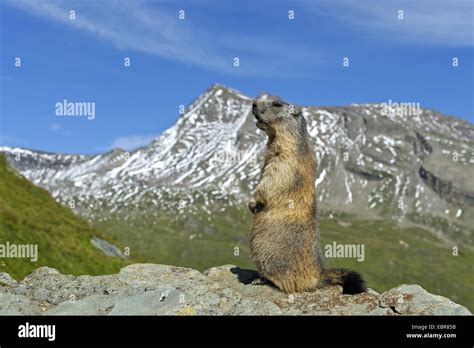 alpine marmot marmota marmota emitting whistles austria stock photo