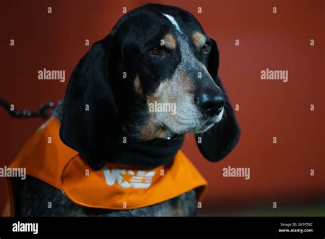 University of tennessee smokey hi-res stock photography and images - Alamy