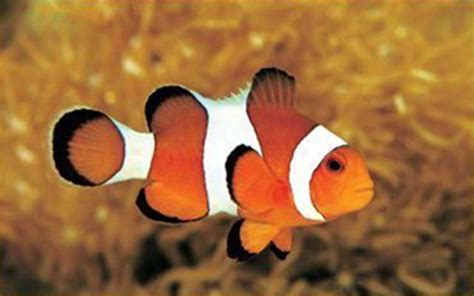Amphiprioninae - Alchetron, The Free Social Encyclopedia