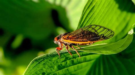 Porque Que A Cigarra Canta - Cigarras cantam até morrer? 10 fatos curiosos sobre elas - Canaltech