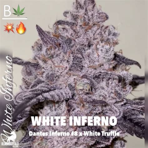 White Inferno Beleaf Feminized Seeds Blackbuffalo