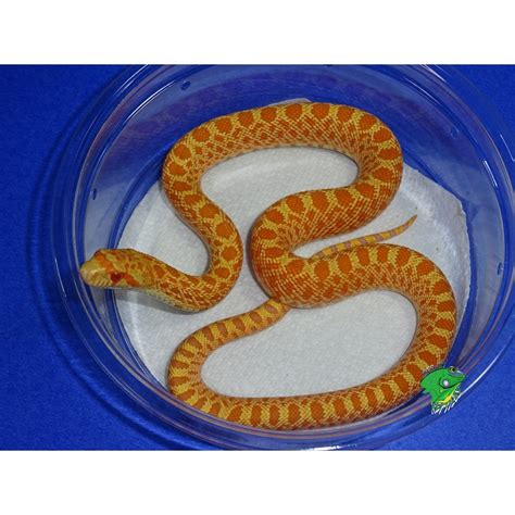 Albino Bull Snake