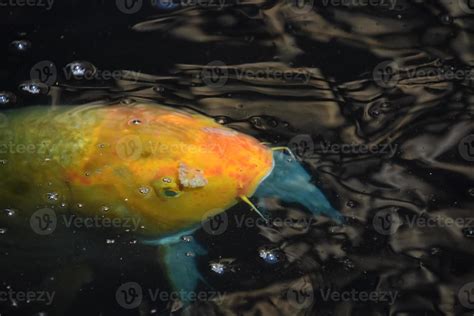 Orange Koi Fish Swimming in a Japanese Fish Pond 13145478 Stock Photo ...