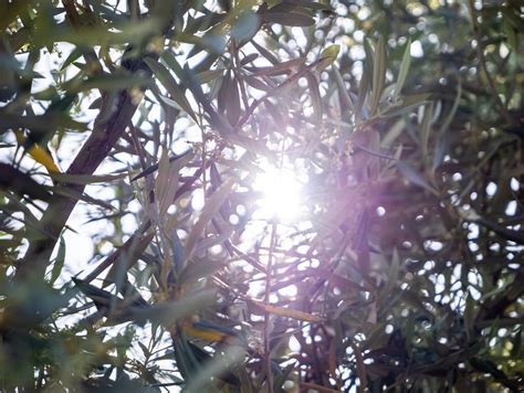 Nosotros, los olivos | Acoge un Olivo