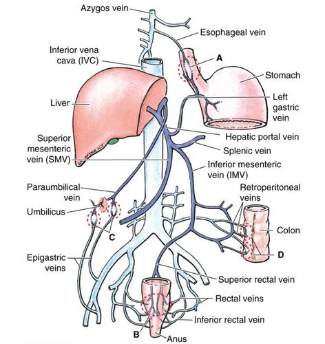 Cardiovascular: Anastomosis Porto - Cava