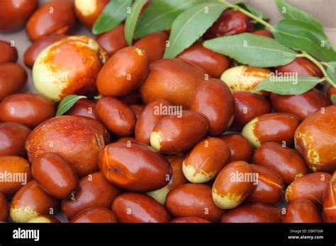 Mature Jujuba Fruits Hi Res Stock Photography And Images Alamy