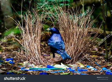 53 Bowerbird nest Images, Stock Photos & Vectors | Shutterstock