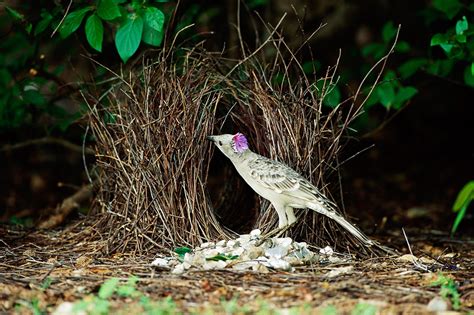 Absurd Creature Of The Week Meet The Bird That Lies And Tricks Its Way