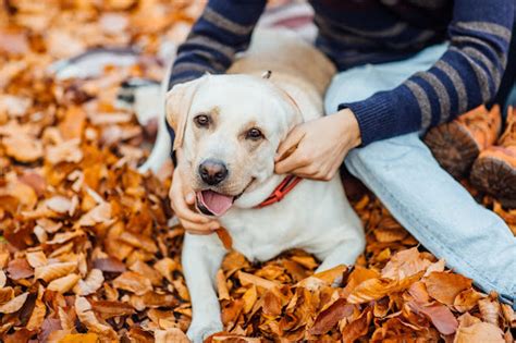 What are the Best Foods for Natural Dog Teeth Cleaning? - Volhard Dog Nutrition