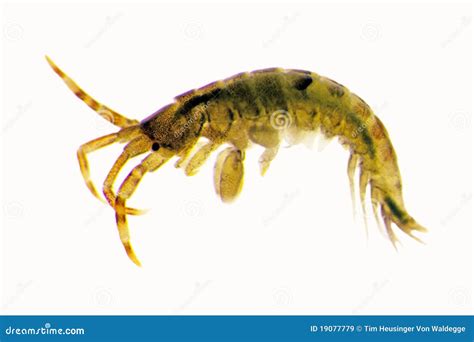 Amphipod Royalty Free Stock Images - Image: 19077779