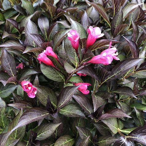 Weigela WINE Roses - Buy Weigela Shrubs Online