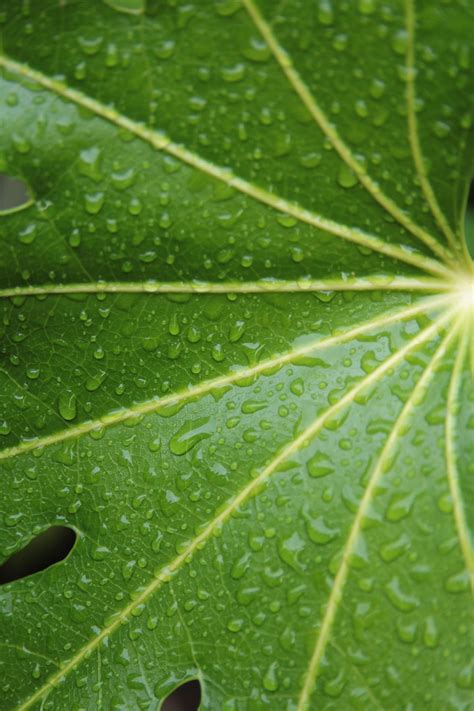 Leaf Raindrops Nature Free Photo On Pixabay Pixabay