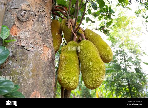 Green jackfruit or nangka growing on a tree, tropical fruit in India ...