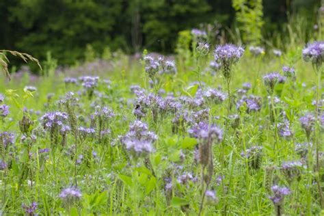 Flor De La Hierba Salvaje De Phacelia Del Marido Prado De