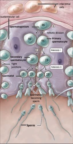 Gametogenesis And The Male Reproductive System Flashcards Quizlet