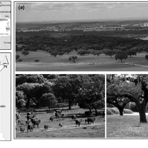 Examples Of Montado Areas In The Alentejo Region Southern Portugal A