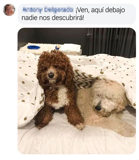 15 Mascotas De Los Lectores De Genial A Las Que Les Encanta Dormir En