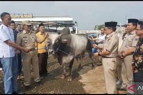 Pemkab Kirim Hewan Kurban Ke Kepulauan Seribu Dengan Kapal Tradisional