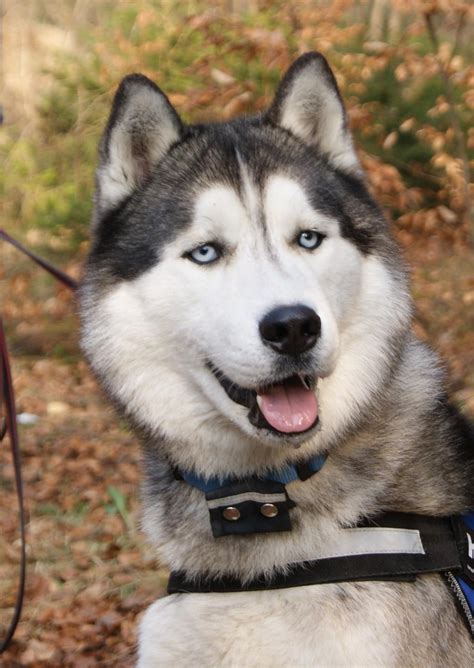 Siberian Husky Deckrüde