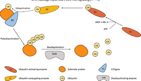 Figure From Cellular Functions Of Deubiquitinating Enzymes In Ovarian