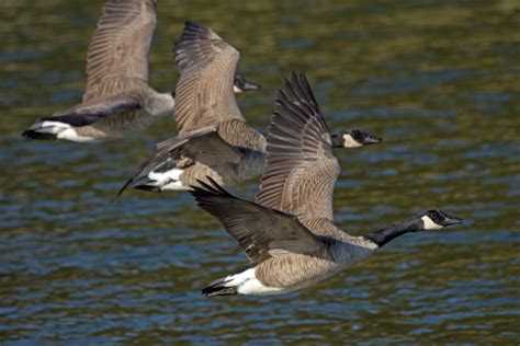 26 Canadian Goose Migration Map - Map Online Source