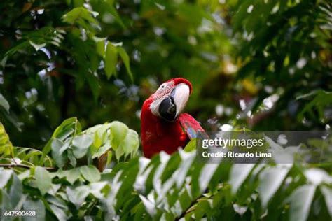 Lima Animal Photos And Premium High Res Pictures Getty Images