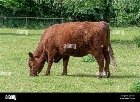 Ruby Red Devon Cow In Field Cattle Breed Stock Photo Alamy