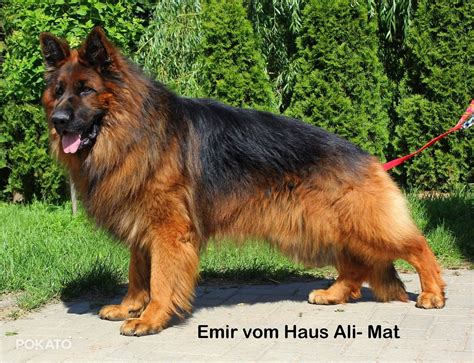 Чепрачная длинношерстная немецкая овчарка (64 фото) - картинки ...