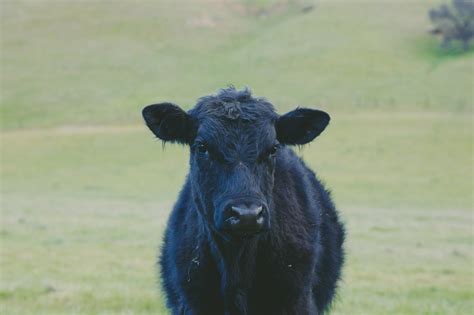 miniature jersey cows
