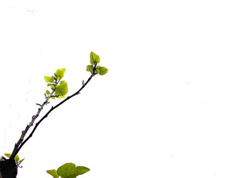 Fig Branch Free Stock Photo - Public Domain Pictures