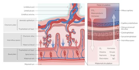 Chorionic Plate