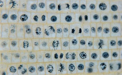 Onion Root Tip Cell Diagram