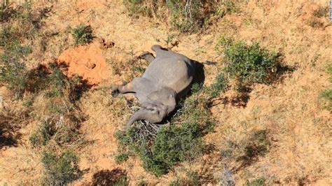 Botswana: More than 360 elephants die from mysterious causes - CNN