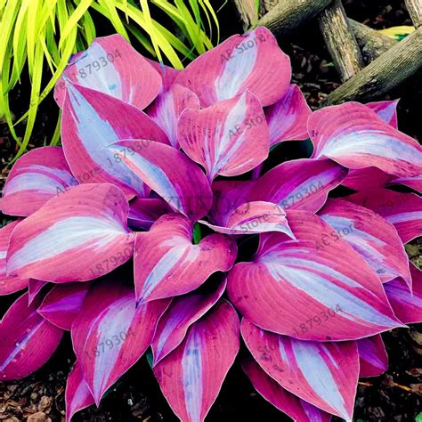 Pcsbag Hosta Bonsai Perennials Plantain Rare Lily Flower White Lace