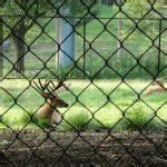 How To Dispose Of A Chain Link Fence Quality Chain Link Fencing