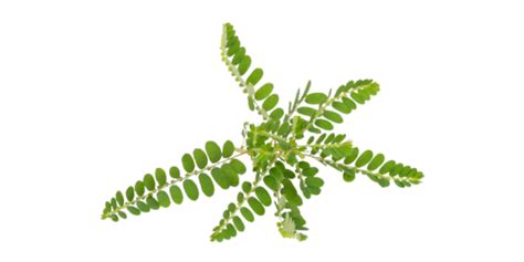 Phyllanthus Niruri (Bhumi Amla) Suppliers and Exporters