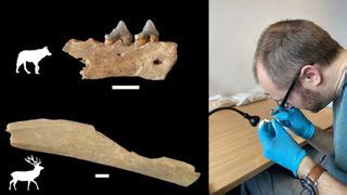 45,000-year-old bones unearthed in cave are oldest modern-human remains in Central Europe | Live ...