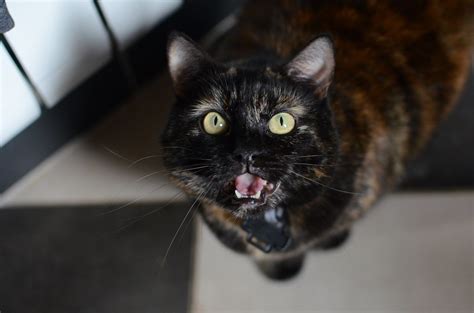 Miaaaw Mylène Van Laere Flickr