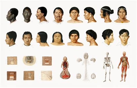 human skeleton illustrated  charles dessali  public domain