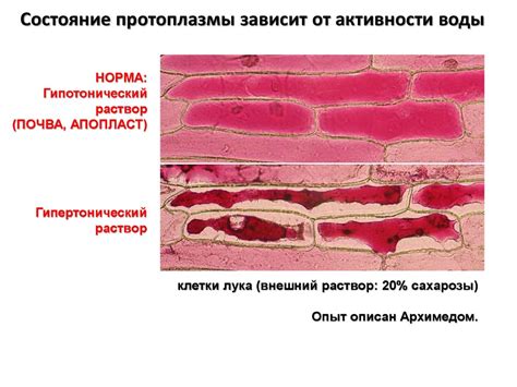 Физиология растений - online presentation