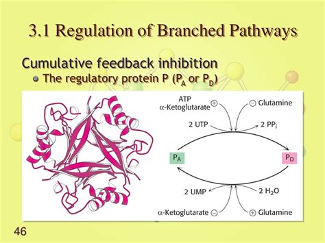 Ppt Lecture Biosynthesis Of Amino Acids Powerpoint Presentation