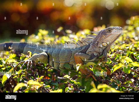 close    male green iguana   natural habitat stock photo alamy