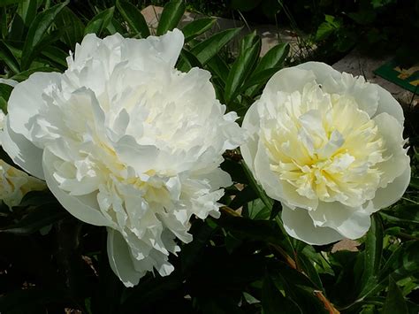 Дюшес Де Немур Пион Фото И Описание – Telegraph