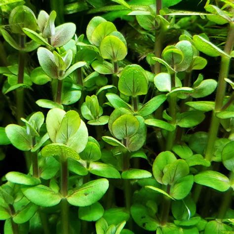Aquacr Venta De Plantas Acuáticas Para Tu Acuario En Costa Rica