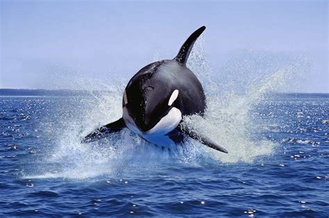 Orca Pod Off Mexico Coast Masters Ruthless New Strategy To Hunt The