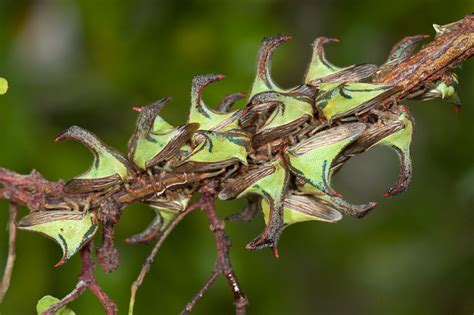 Thorn Treehopper (Umbonia crassicornis) AKA thornbug