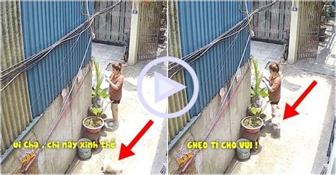 Clip Hot girl hú hồn khi bị chú chó trong nhà chạy ra ghẹo