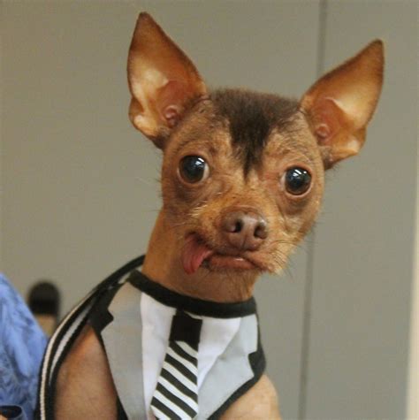 dogs  weird    love  rover blog