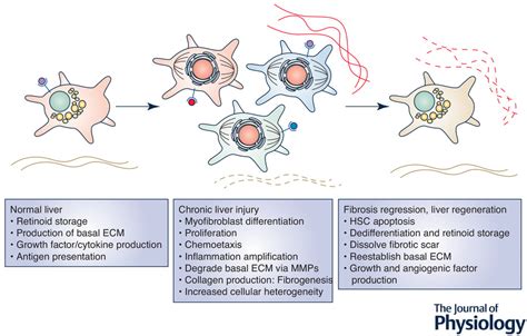 Hepatic Stellate Cells In Physiology And Pathology Kamm The