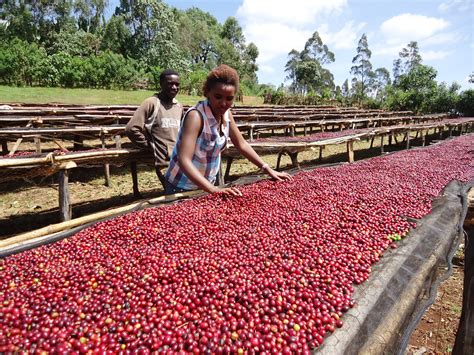 History Of Ethiopia Texas Coffee Traders